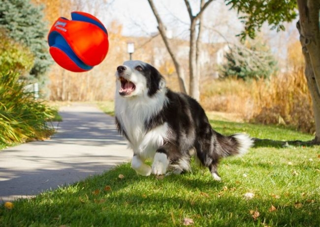 Серо-белая собака в прыжке хватает мяч