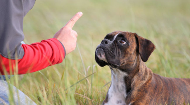 Хозяйка грозит пальцем своей собаке