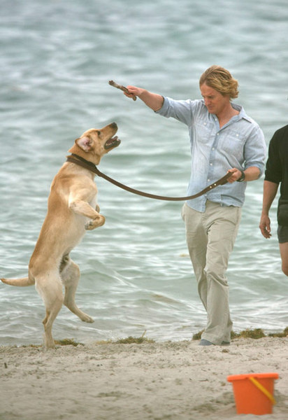 Голливудский актер Оуэн Уилсон играет на пляже со своим лабрадором