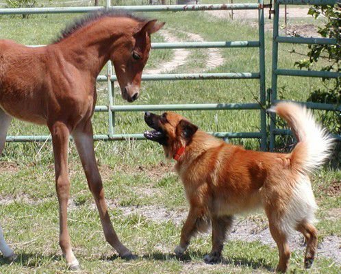 Раскованный характер лошади и экономность собаки создает крепкий союз 