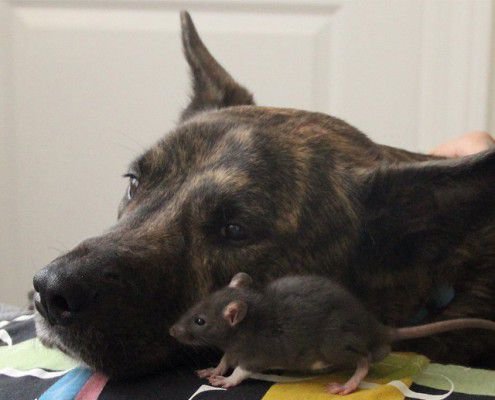 Собака и Крыса поддерживают друг друга