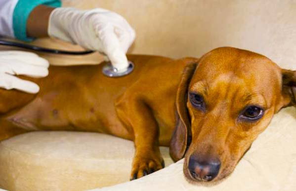 лечение энтероколита у собаки
