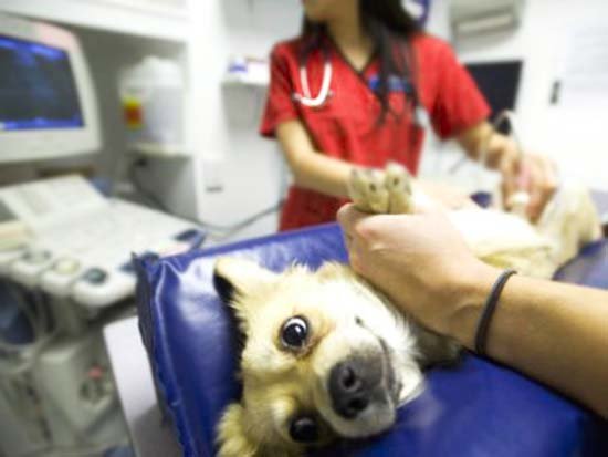 лечение эндометрита у собаки