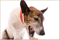 аденовирус у собаки - симптомы и лечение