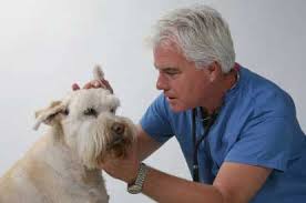 В случае паралича у собаки вам нужна помощь ветеринарного врача
