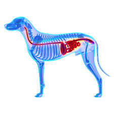 Желудочно-кишечный тракт собаки