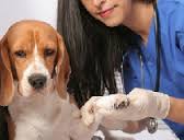 Хромота у собаки - повод обратиться к ветеринару