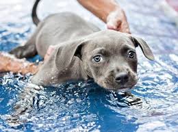 Обязательно поддерживайте собаку в воде, особенно первое время