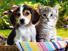Дружба кошек и собак - возможно ли такое?