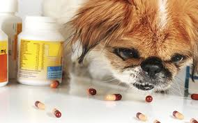 Прячьте от собаки медикаменты