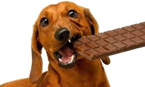 Шоколад для собаки - отрава