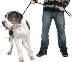 Правильное положение поводка в ваших руках во время прогулки с собакой.