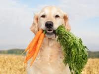 Специальные витамины вашей собаке должен назначать ветеринар