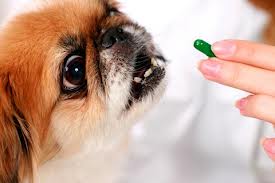 Неправильное питание, недостаток витаминов также могут стать причиной неприятного запаха у вашей собаки...