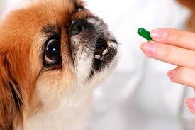 Собаки, как и люди, страдают авитаминозом