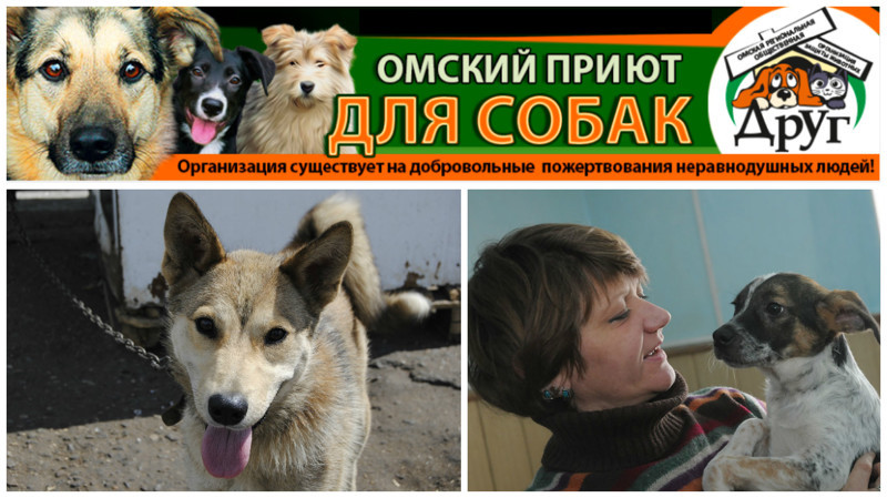 Омские беспризорные собаки и люди с большим сердцем животные, интересное, омск, помощь, приют, собаки, спасение
