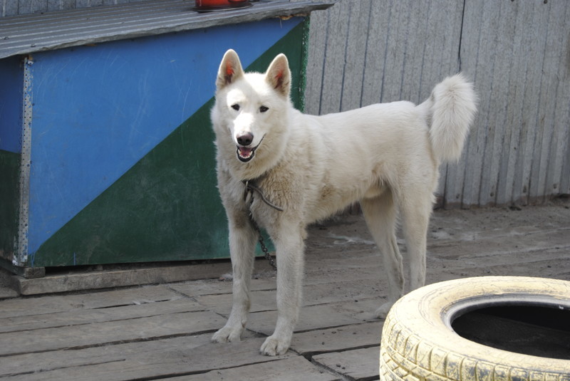 Омские беспризорные собаки и люди с большим сердцем животные, интересное, омск, помощь, приют, собаки, спасение