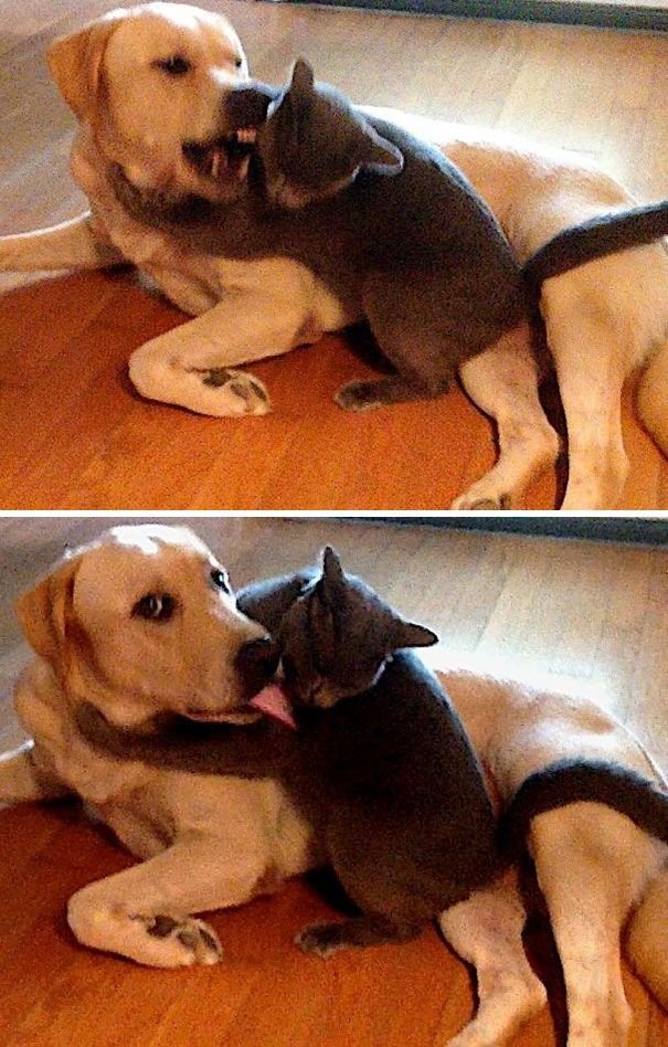 Дружба собак и кошек дружба, кошки, собаки