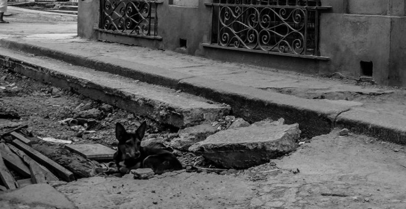 Фотографии уличных собак со всего мира город, домашние животные, животные, собака, эстетика, юмор
