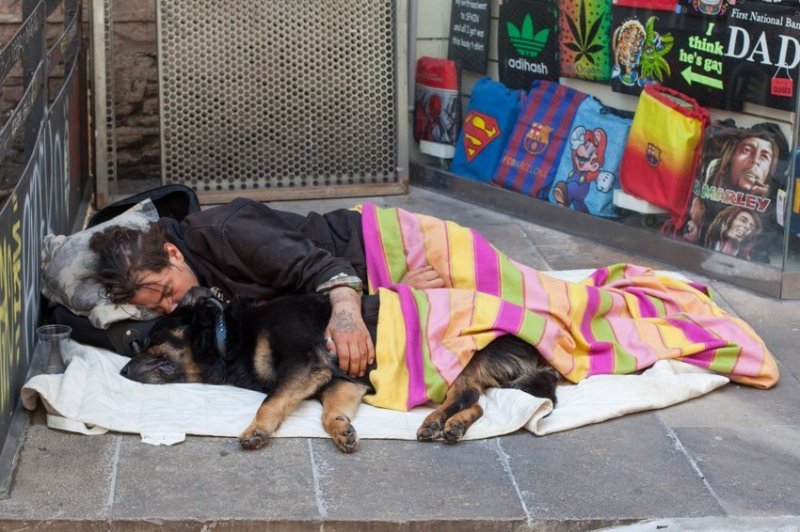 Фотографии уличных собак со всего мира город, домашние животные, животные, собака, эстетика, юмор