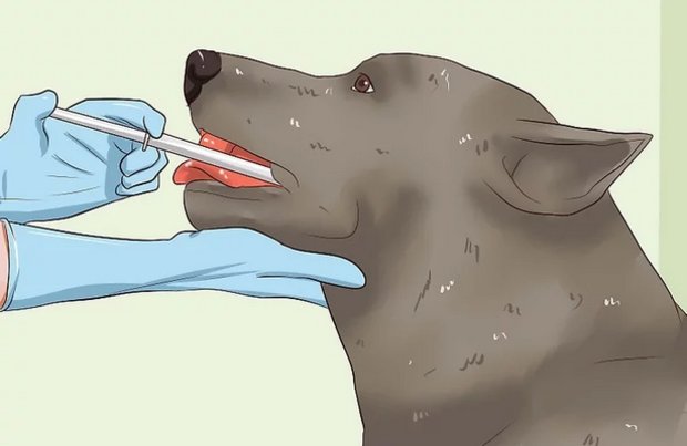 Лекарство собаке от глистов