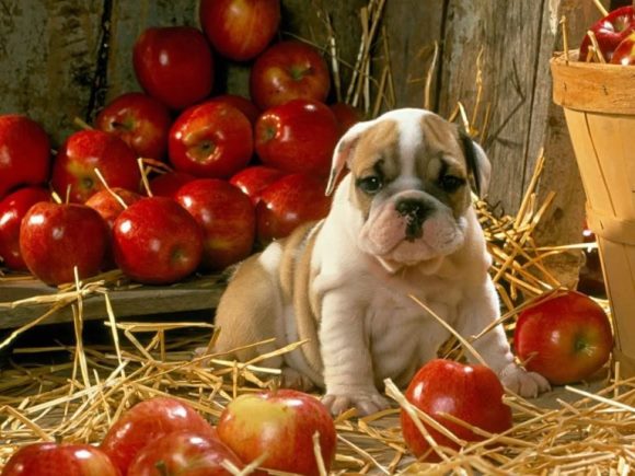собака и яблоки