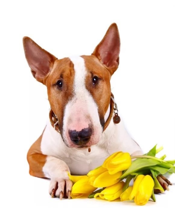 собака с тюльпанами 8 марта