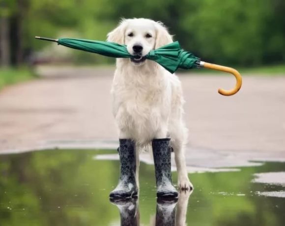 собака с зонтом