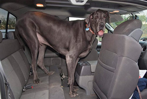 Джордж — самая большая собака в мире