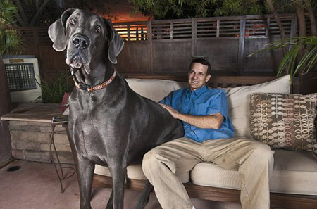 Cамая большая в мире собака сидит