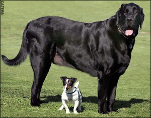 Самсон — самая большая собака Великобритании