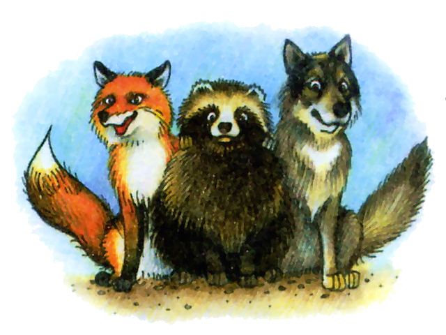 Енотовидная собака и его родня - волки и лисы, рисунок