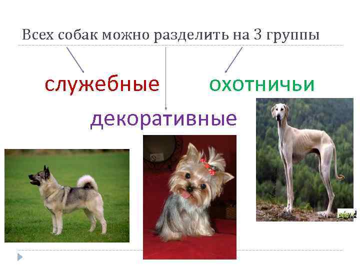 Всех собак можно разделить на 3 группы служебные охотничьи декоративные 