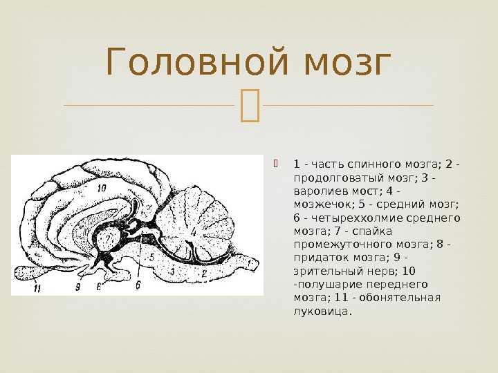  1 - часть спинного мозга; 2 - продолговатый мозг; 3 - варолиев мост;
