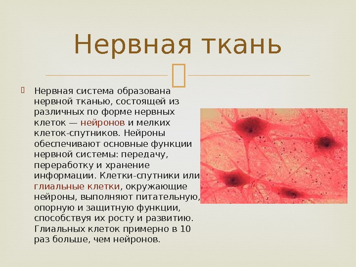  Нервная система образована нервной тканью, состоящей из различных по форме нервных клеток —