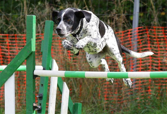 Как научить собаку прыгать через обруч - лучшие методы и способы 1