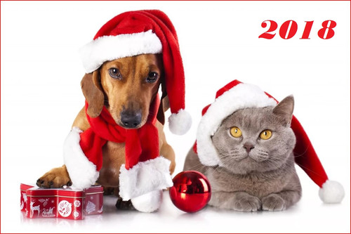 Собака и кот, новогодние обои 2018 год 1200px × 800px