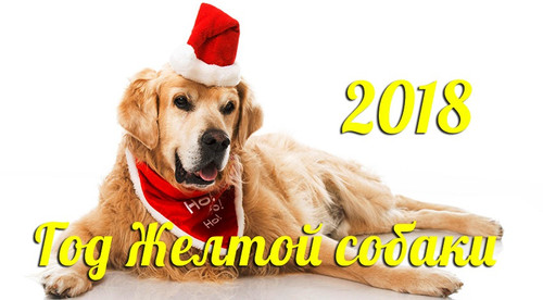 Желтая собака 201 год 850px × 470px