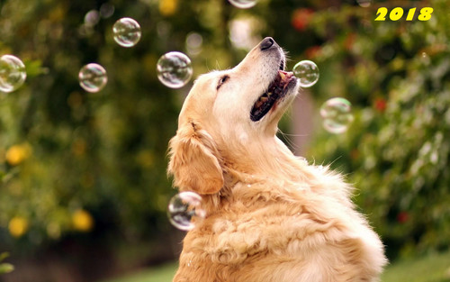 Собака, елка и мыльные пузыри, обои 2000px × 1250px