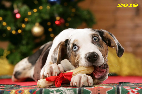 Собака с новогодней косточкой, обои 2000px × 1333px