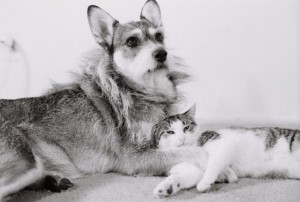 Джинни – собака, которая спасала кошек