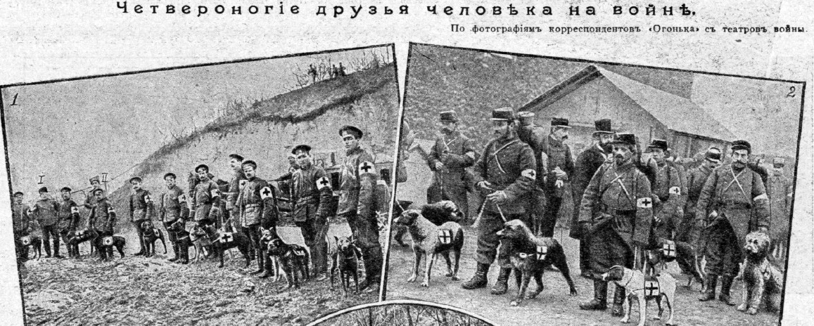 Собаки-санитары в русской и французской армии, Первая мировая война