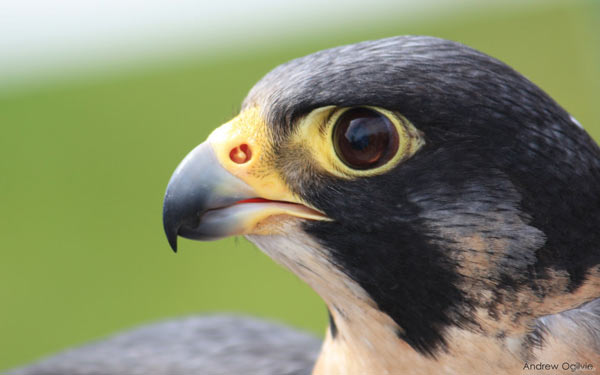 Сапсан — самая глазастая и быстрая птица