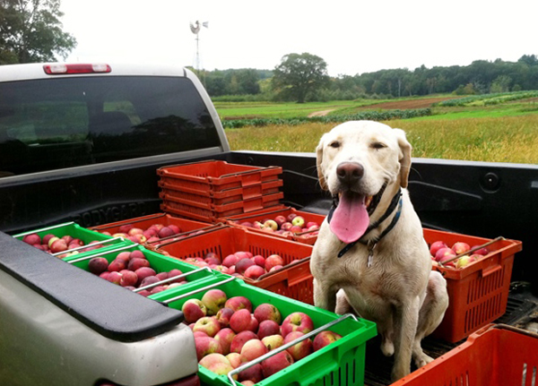 Собака и много яблок