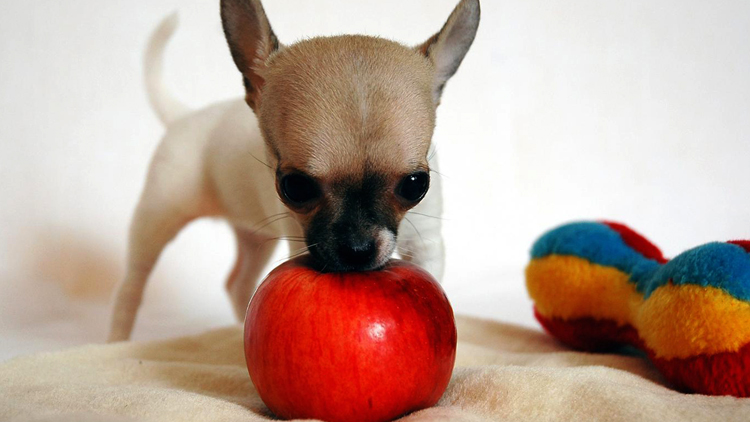 Собачка с яблоком