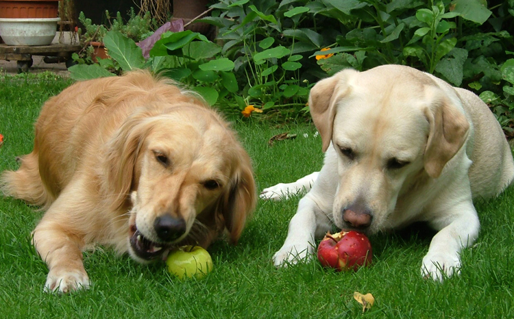 Собаки и яблоки