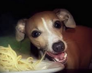 Собака кушает макароны