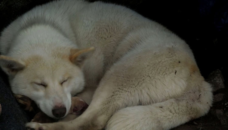 Гренландская собака спит