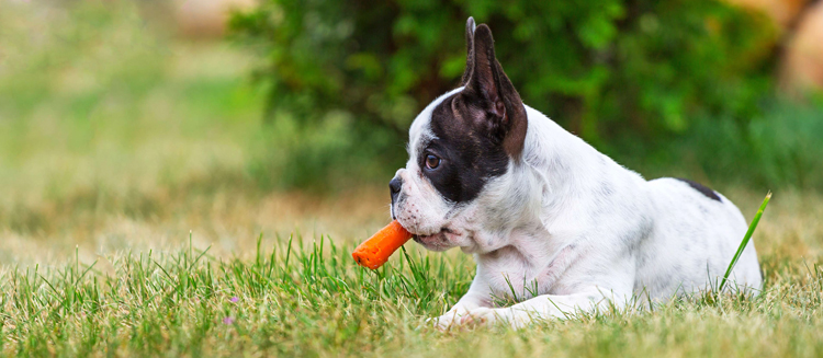 Собака и морковь