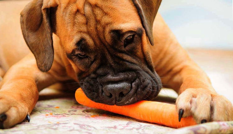 Собака кушает морковь